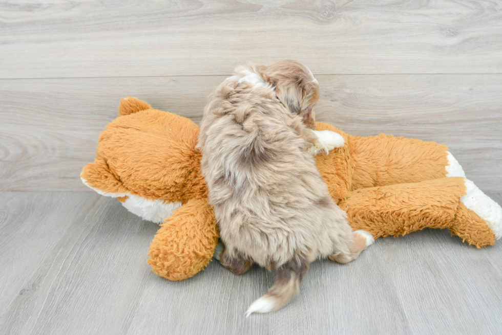 Mini Aussiedoodle Pup Being Cute