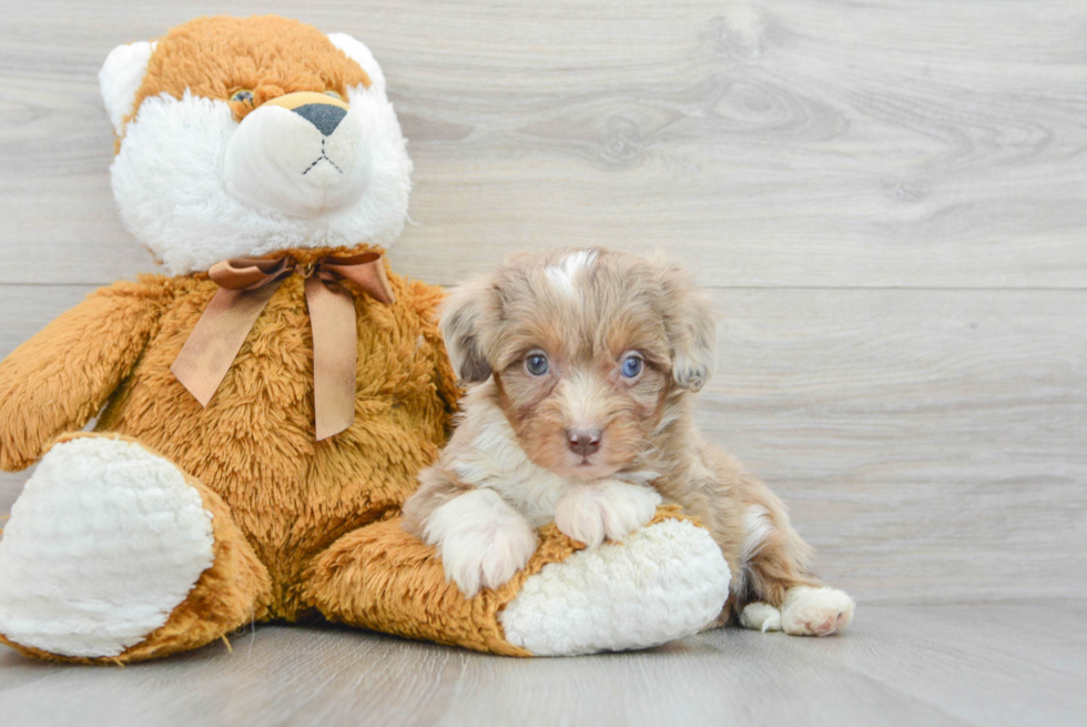 Adorable Aussiepoo Poodle Mix Puppy