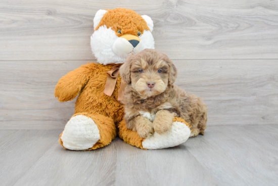 Adorable Aussiepoo Poodle Mix Puppy