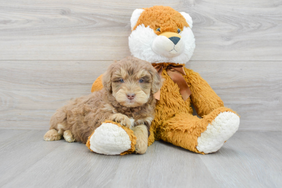 Petite Mini Aussiedoodle Poodle Mix Pup