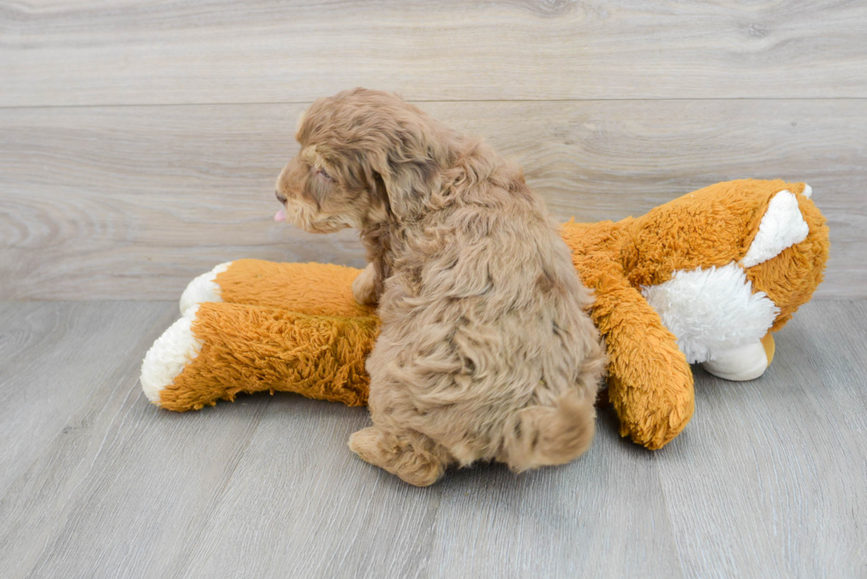 Mini Aussiedoodle Puppy for Adoption