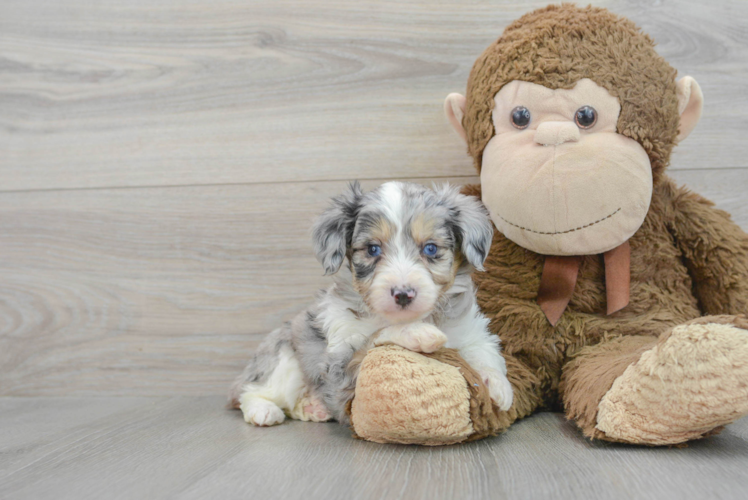 Friendly Mini Aussiedoodle Baby