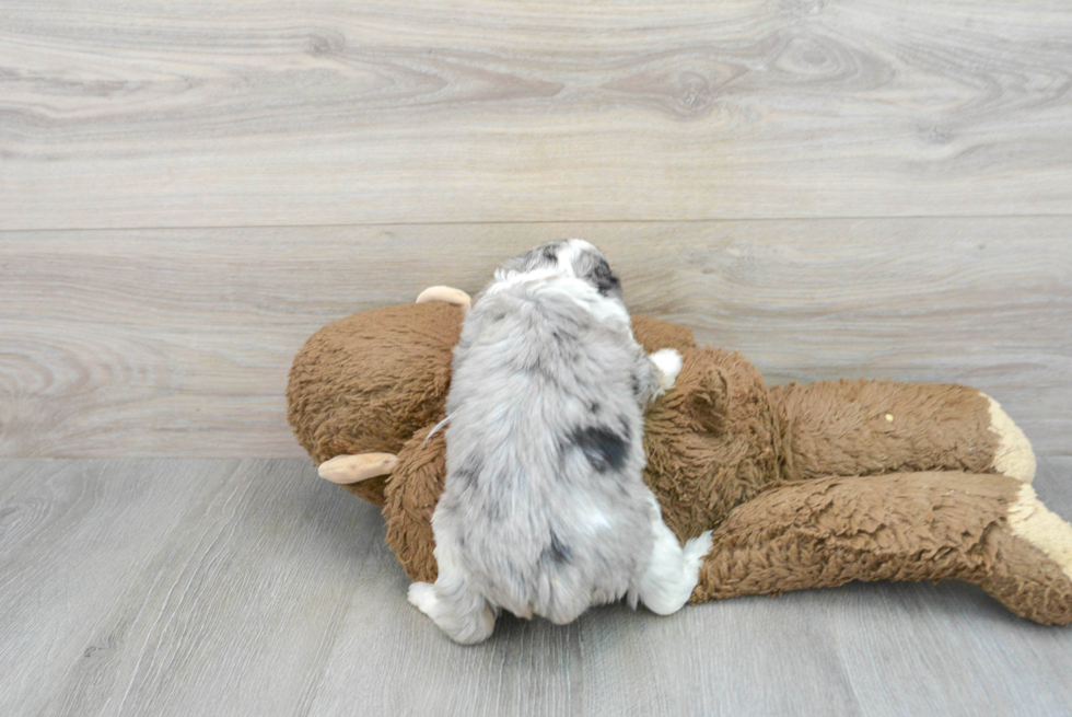 Energetic Aussiepoo Poodle Mix Puppy