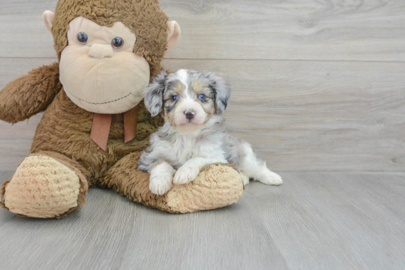 Meet Panama - our Mini Aussiedoodle Puppy Photo 3/3 - Premier Pups