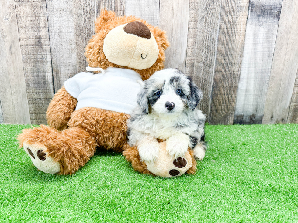 Smart Mini Aussiedoodle Poodle Mix Pup