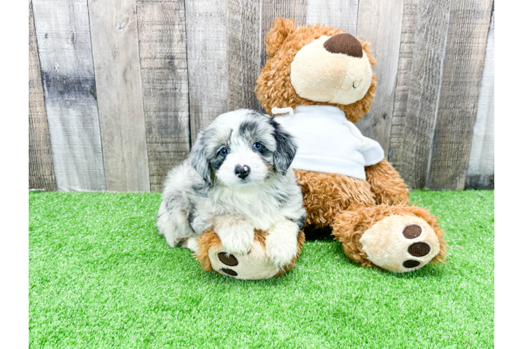 Fluffy Mini Aussiedoodle Poodle Mix Pup