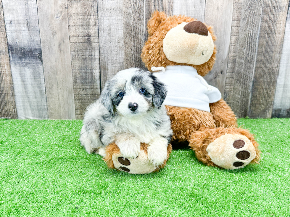 Fluffy Mini Aussiedoodle Poodle Mix Pup