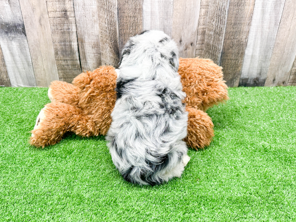 Sweet Mini Aussiedoodle Baby