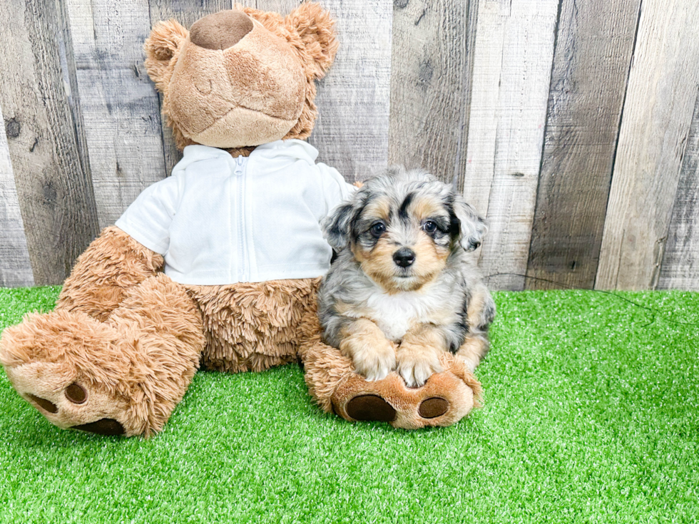 Fluffy Mini Aussiedoodle Poodle Mix Pup