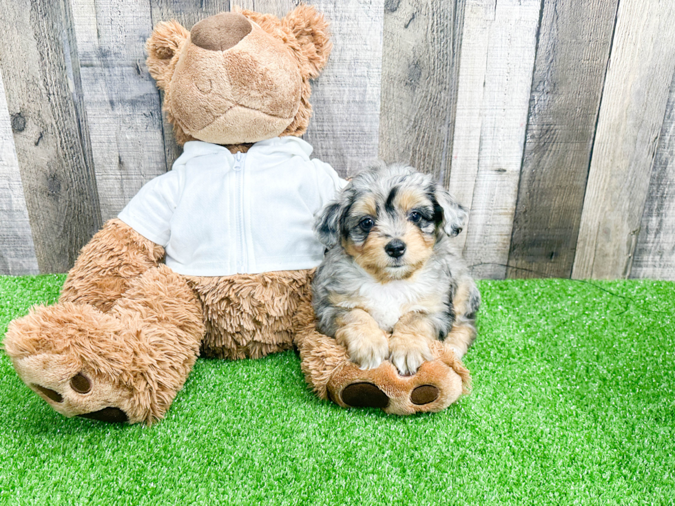 Smart Mini Aussiedoodle Poodle Mix Pup