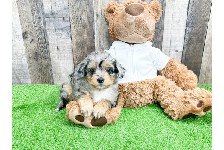 Mini Aussiedoodle Puppy for Adoption