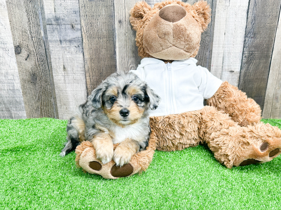 Mini Aussiedoodle Puppy for Adoption