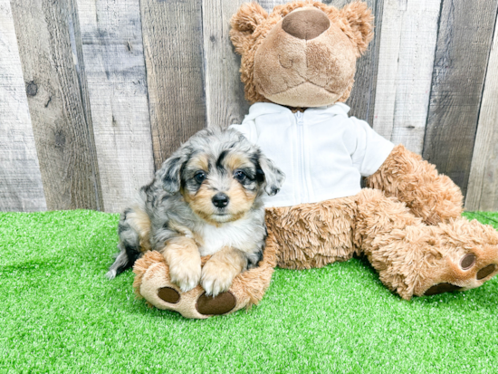 Mini Aussiedoodle Puppy for Adoption