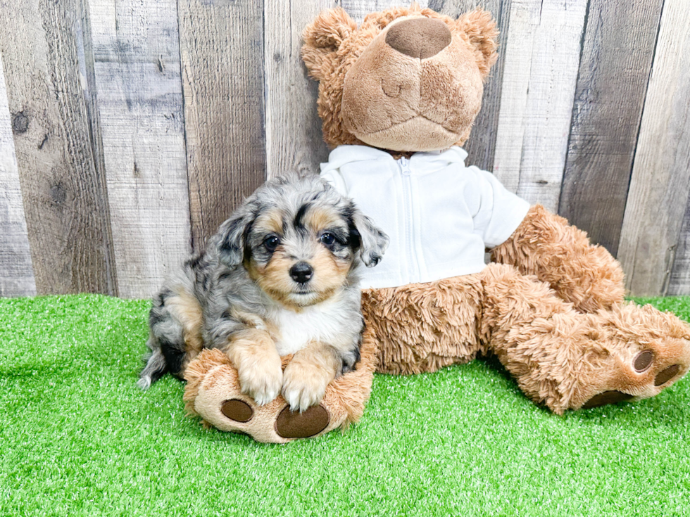 Sweet Mini Aussiedoodle Baby