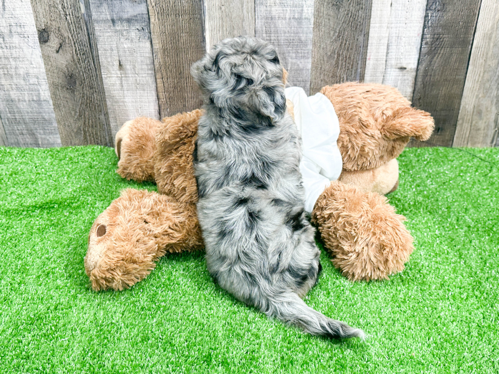 Mini Aussiedoodle Pup Being Cute