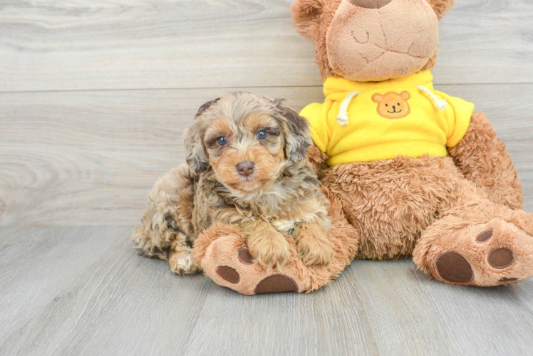 Mini Aussiedoodle Puppy for Adoption