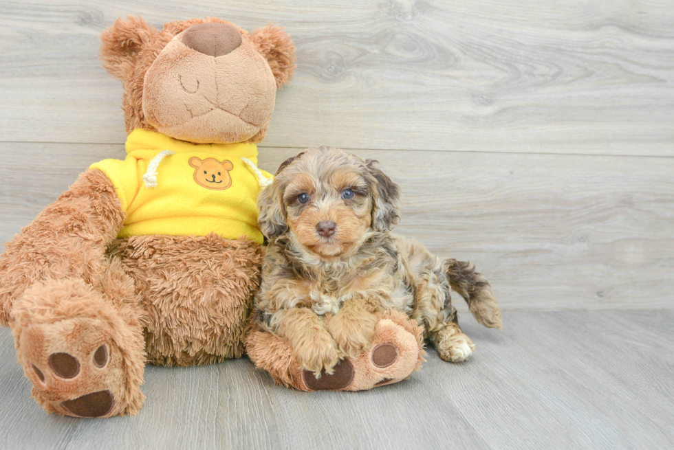 Friendly Mini Aussiedoodle Baby