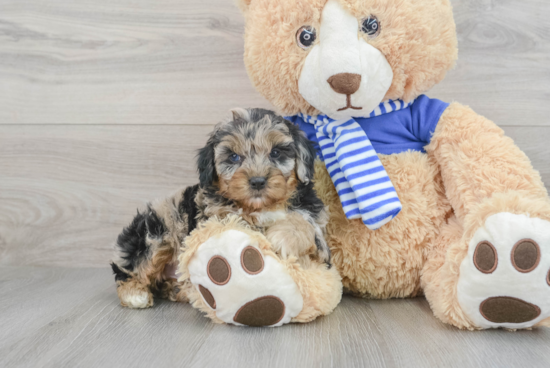 Mini Aussiedoodle Puppy for Adoption