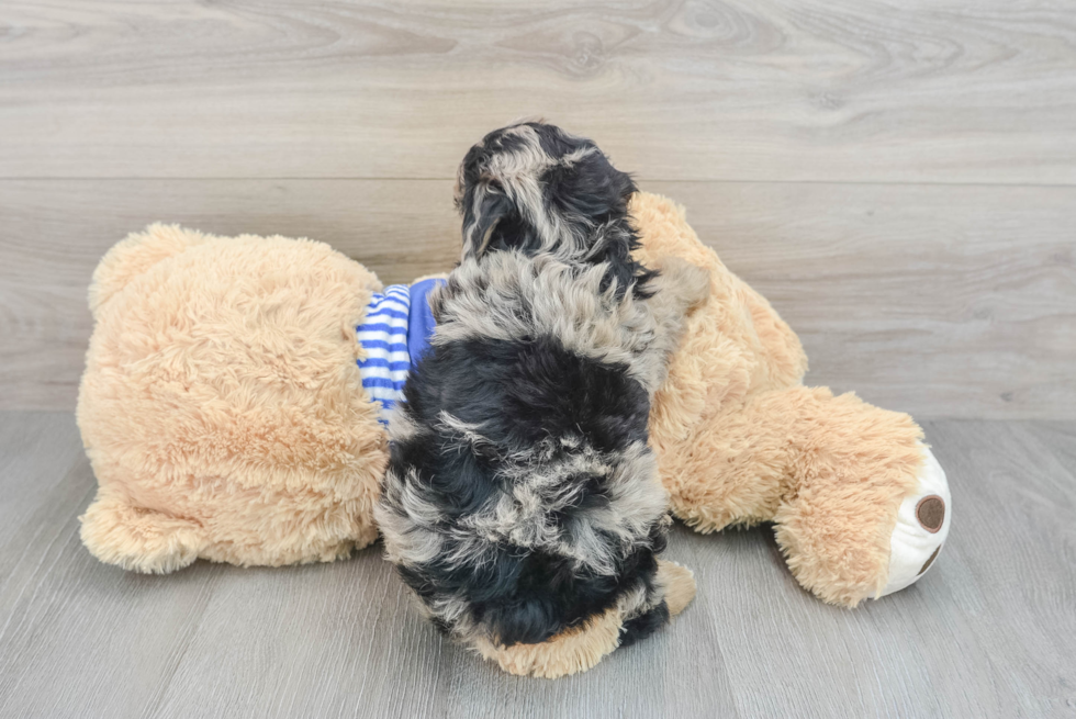 Mini Aussiedoodle Puppy for Adoption