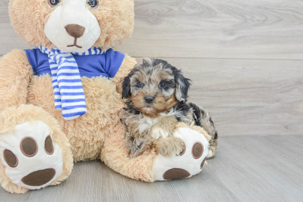 Mini Aussiedoodle Pup Being Cute