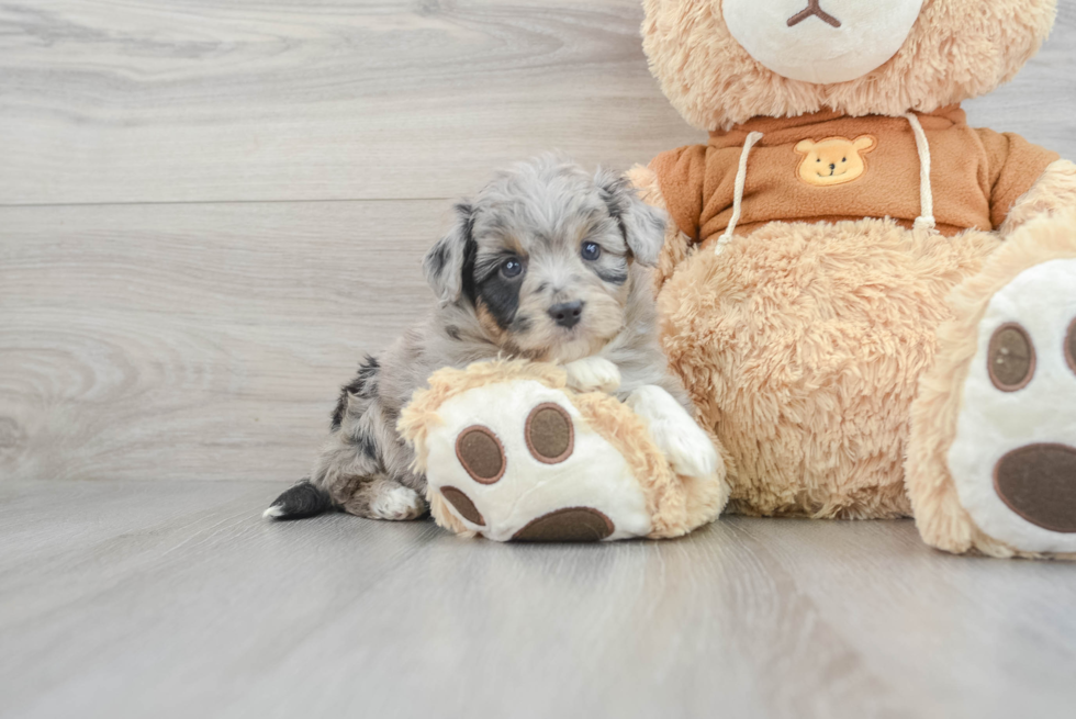 Mini Aussiedoodle Puppy for Adoption