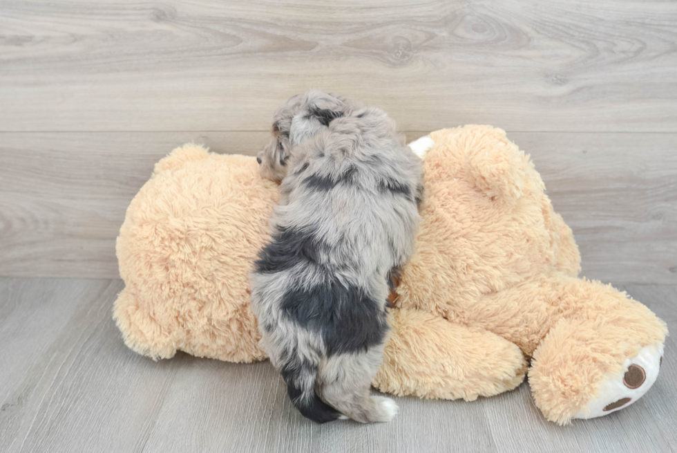 Mini Aussiedoodle Puppy for Adoption