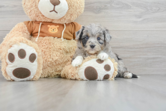 Mini Aussiedoodle Puppy for Adoption