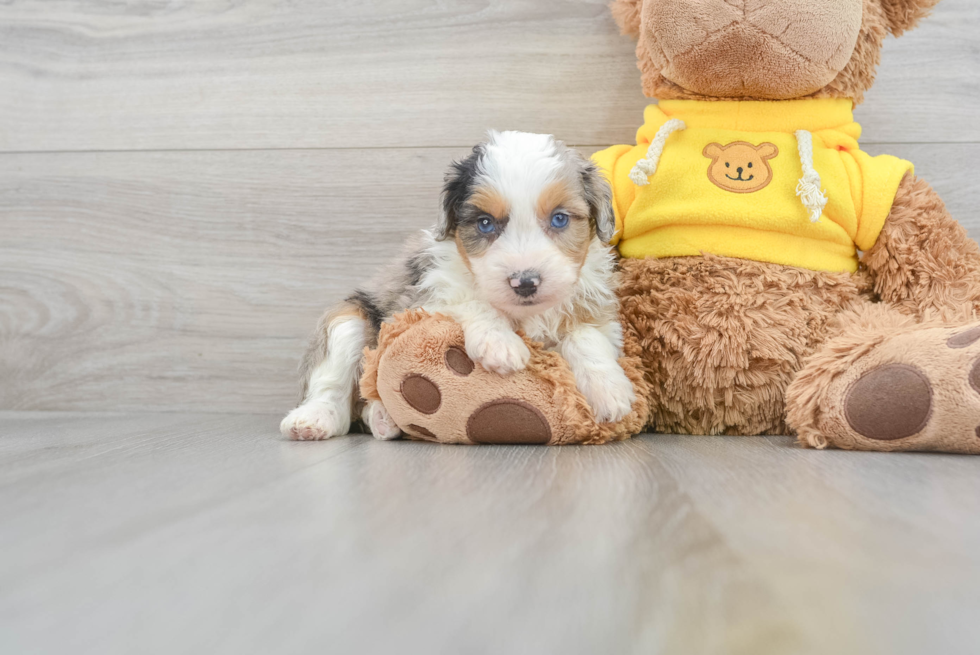 Funny Mini Aussiedoodle Poodle Mix Pup