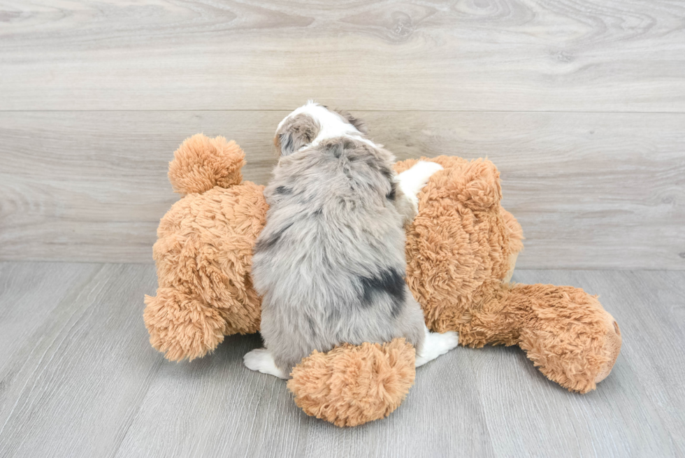 Mini Aussiedoodle Pup Being Cute