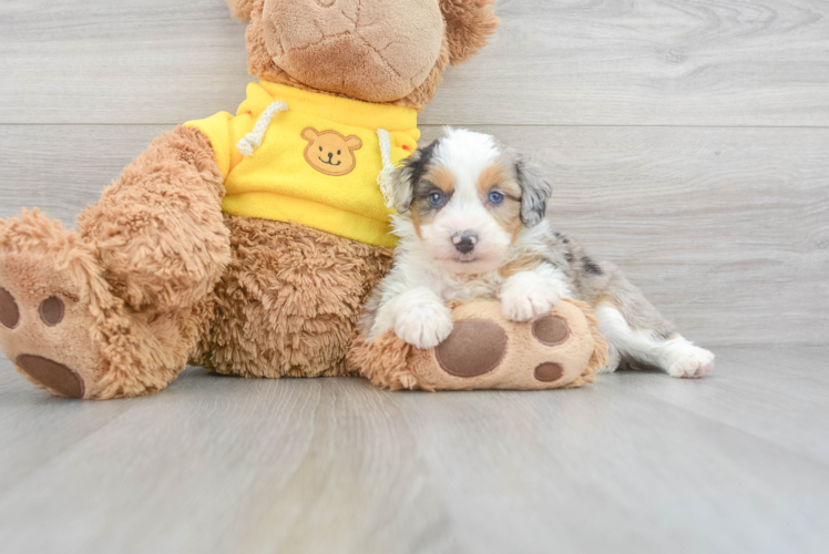 Best Mini Aussiedoodle Baby