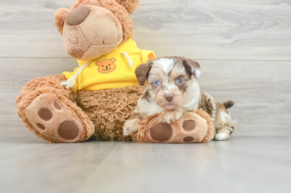 Mini Aussiedoodle Puppy for Adoption