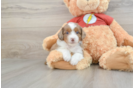 Mini Aussiedoodle Puppy for Adoption