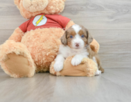 7 week old Mini Aussiedoodle Puppy For Sale - Premier Pups