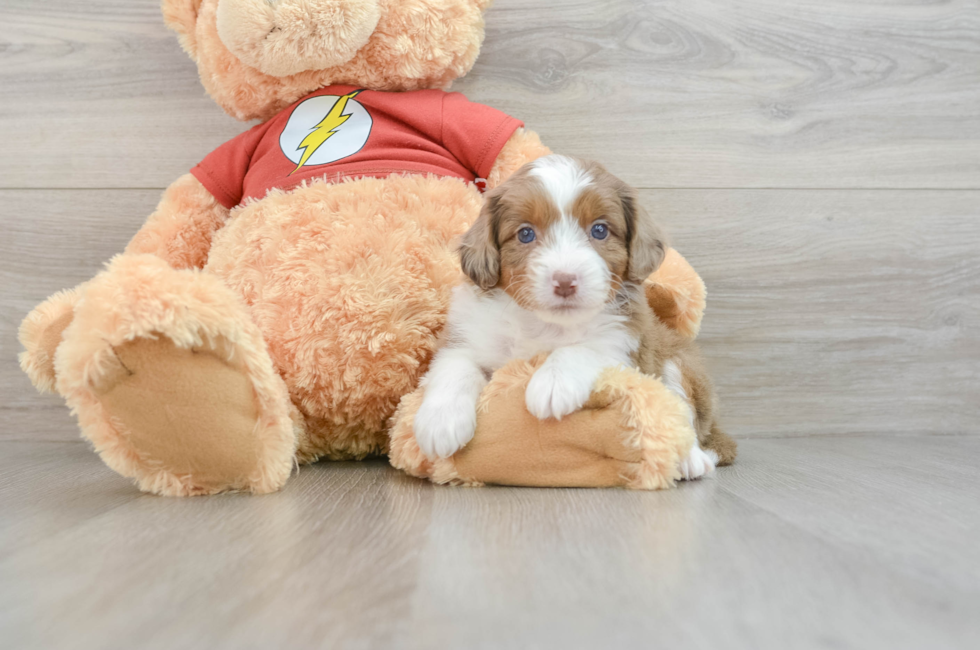 7 week old Mini Aussiedoodle Puppy For Sale - Premier Pups