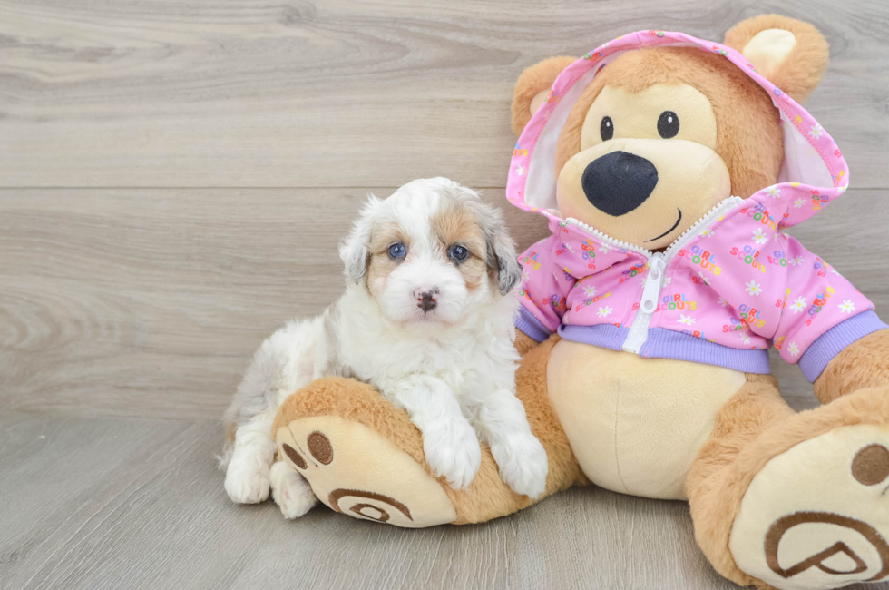 5 week old Mini Aussiedoodle Puppy For Sale - Premier Pups