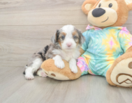 8 week old Mini Aussiedoodle Puppy For Sale - Premier Pups
