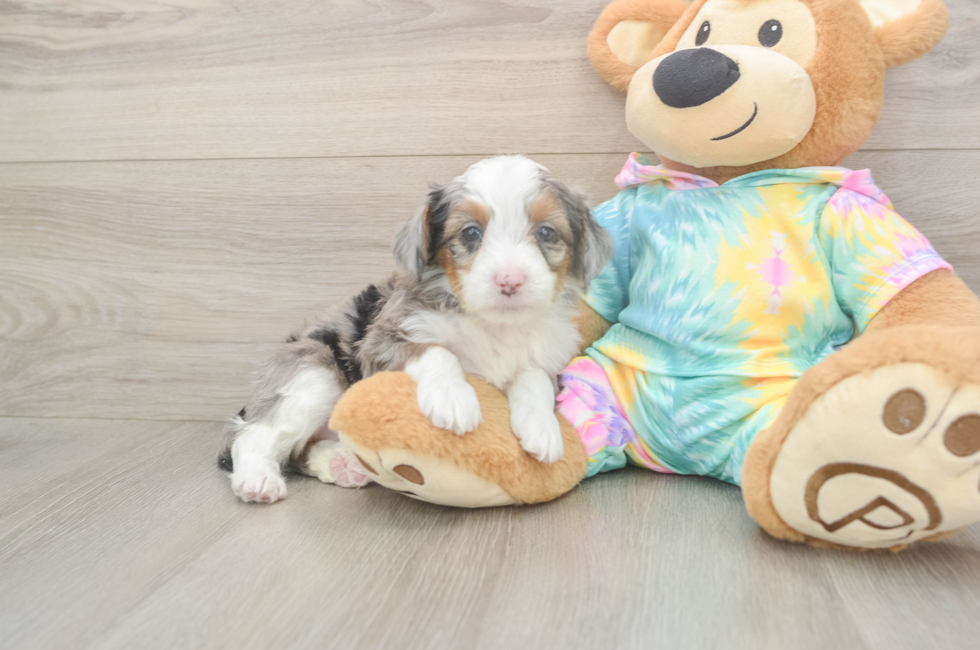 5 week old Mini Aussiedoodle Puppy For Sale - Premier Pups