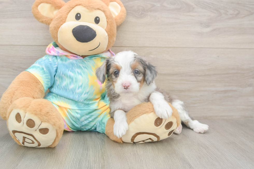 Mini Aussiedoodle Pup Being Cute