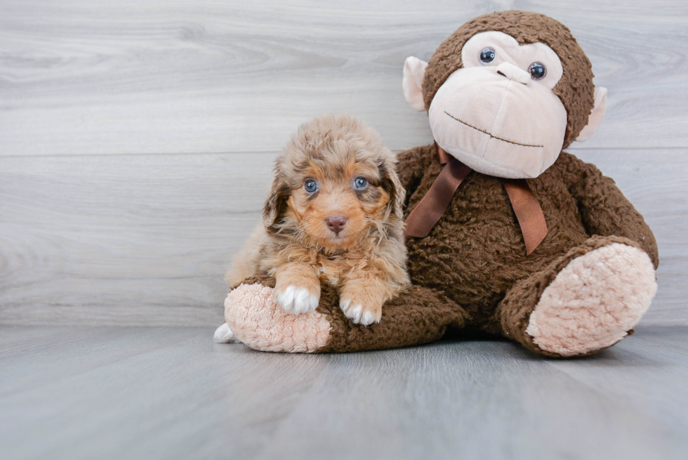 Sweet Mini Aussiedoodle Baby