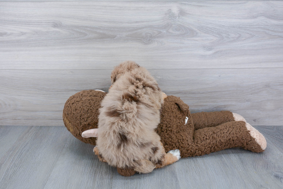 Friendly Mini Aussiedoodle Baby