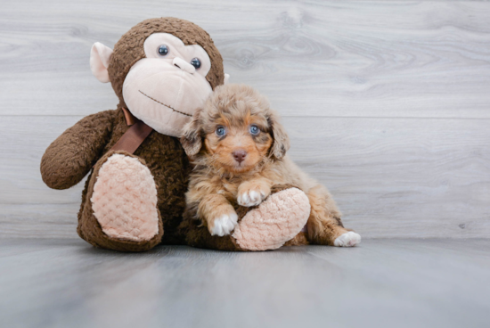 Mini Aussiedoodle Puppy for Adoption