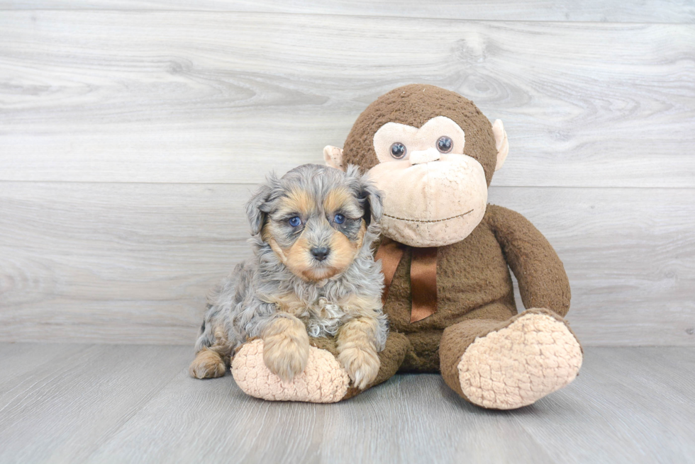 Best Mini Aussiedoodle Baby