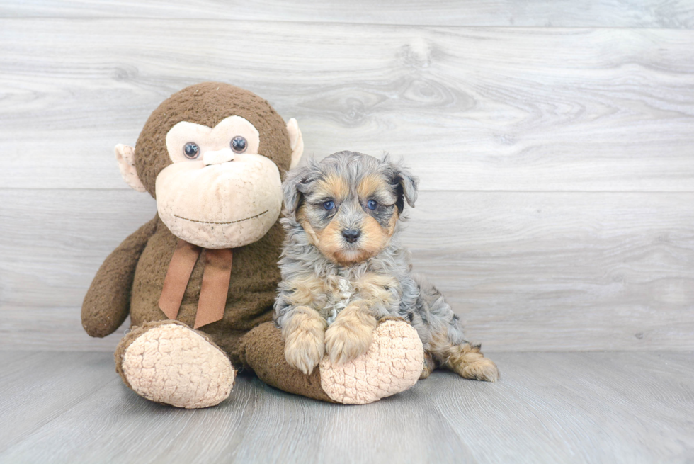 Mini Aussiedoodle Puppy for Adoption