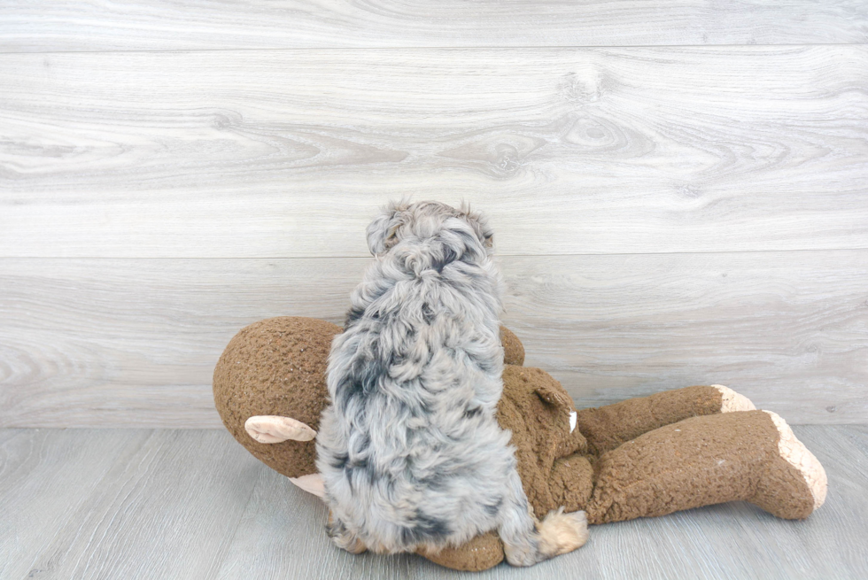 Mini Aussiedoodle Pup Being Cute