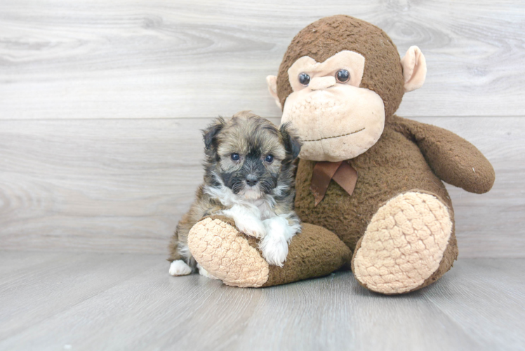 Mini Aussiedoodle Pup Being Cute