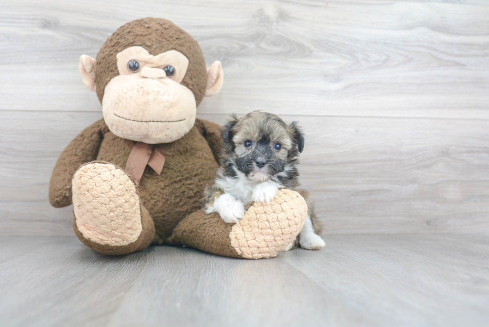 Popular Mini Aussiedoodle Poodle Mix Pup