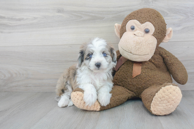 Small Mini Aussiedoodle Baby