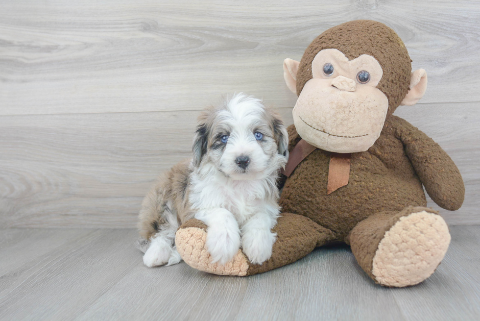 Small Mini Aussiedoodle Baby