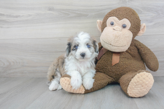 Small Mini Aussiedoodle Baby