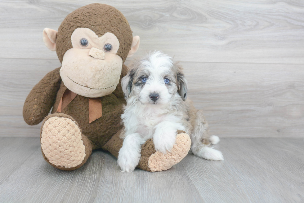 Mini Aussiedoodle Puppy for Adoption